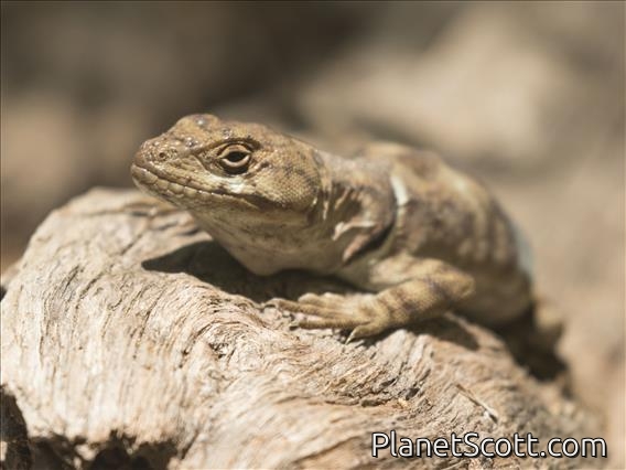 Southern Grumbler (Pristidactylus torquatus)