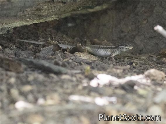 Northern Painted Smooth-throated Lizard (Liolaemus septentrionalis)
