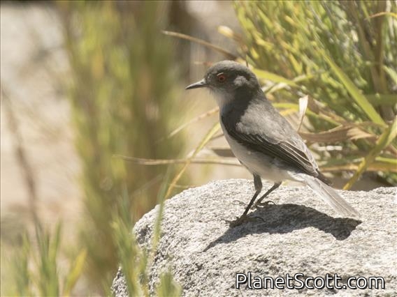 Fire-eyed Diucon (Xolmis pyrope)