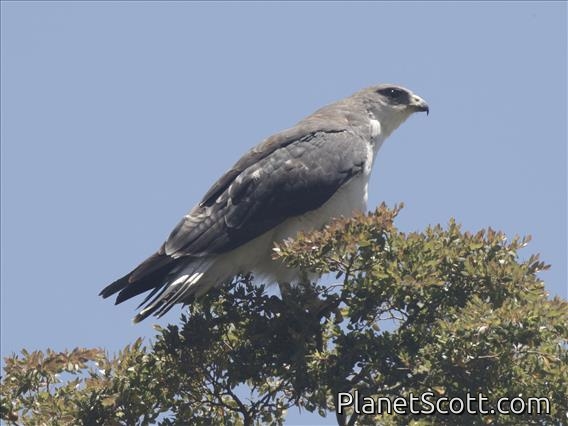 Variable Hawk (Geranoaetus polyosoma)