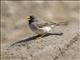 Band-tailed Sierra-Finch (Rhopospina alaudina)