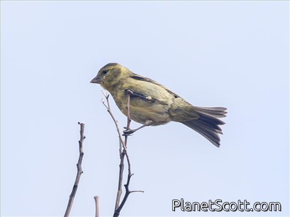 Black-chinned Siskin (Spinus barbatus) - Female