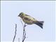 Black-chinned Siskin (Spinus barbatus) - Female