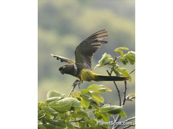 Burrowing Parakeet (Cyanoliseus patagonus)