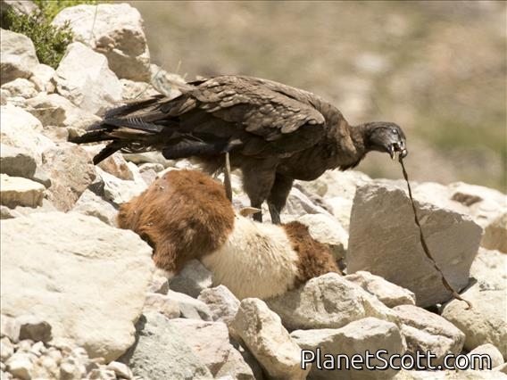 Andean Condor (Vultur gryphus) - Juvenile