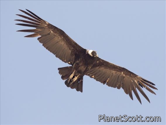 Andean Condor (Vultur gryphus)