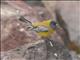 Gray-hooded Sierra-Finch (Phrygilus gayi)