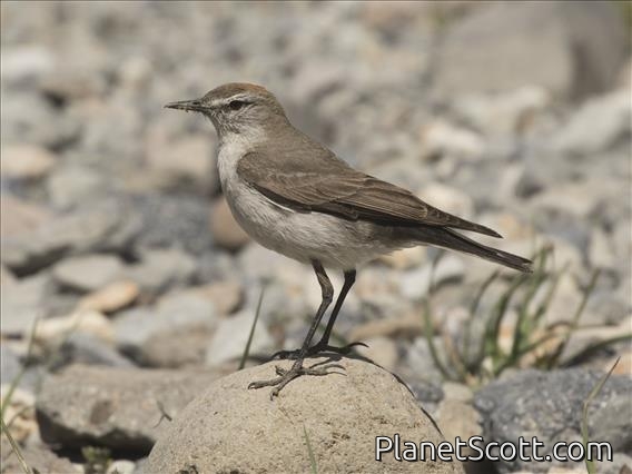 White-browed Ground-Tyrant (Muscisaxicola albilora)