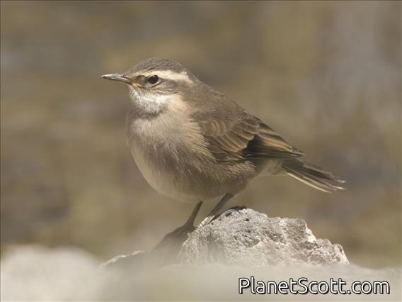 Buff-winged Cinclodes (Cinclodes fuscus)