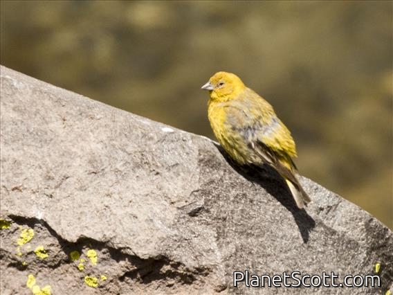 Greater Yellow-Finch (Sicalis auriventris)
