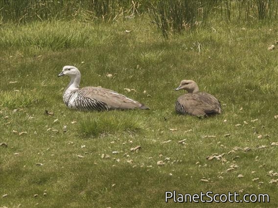 Upland Goose (Chloephaga picta)