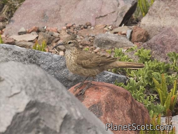 Scale-throated Earthcreeper (Upucerthia dumetaria)