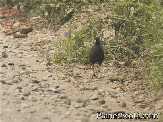 Plumbeous Rail (Pardirallus sanguinolentus)