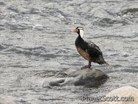 Torrent Duck (Merganetta armata) - Male, breeding plumage