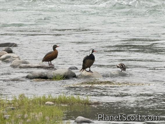 Torrent Duck (Merganetta armata)