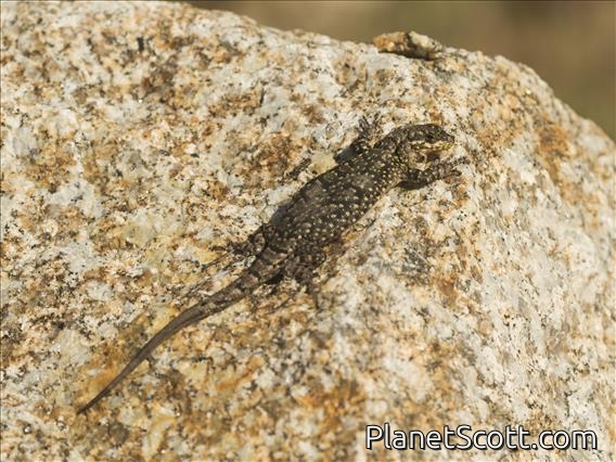 Blue-Green Smooth-throated Lizard (Liolaemus tenuis)