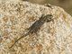 Blue-Green Smooth-throated Lizard (Liolaemus tenuis)