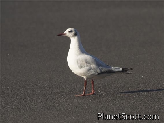 Brown-hooded Gull (Chroicocephalus maculipennis) - 1st Alternate