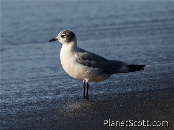 Franklin's Gull (Leucophaeus pipixcan)