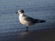 Franklin's Gull (Leucophaeus pipixcan)