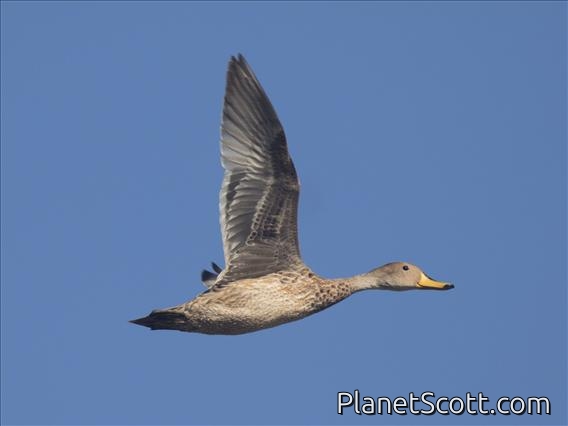Yellow-billed Pintail (Anas georgica) - In Flight