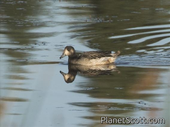 Chiloe Wigeon (Mareca sibilatrix) - Female