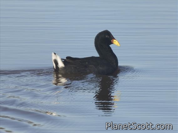 Red-fronted Coot (Fulica rufifrons)
