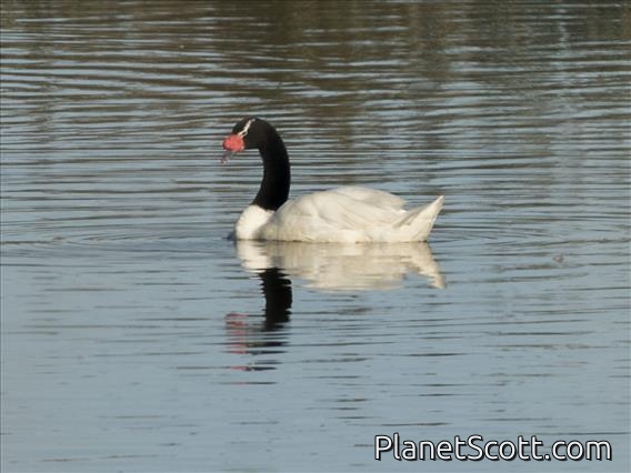 Black-necked Swan (Cygnus melancoryphus)