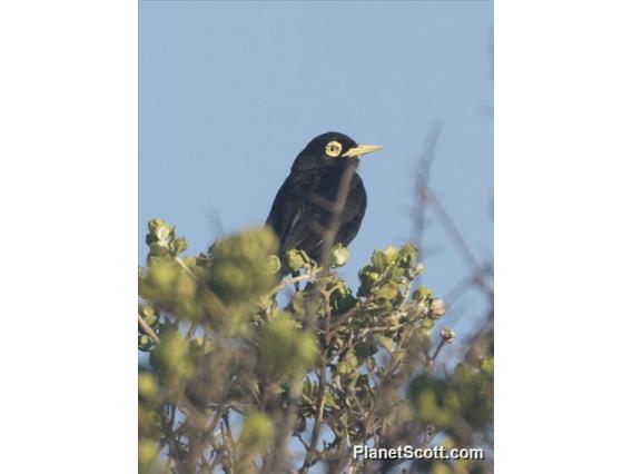 Spectacled Tyrant (Hymenops perspicillatus)