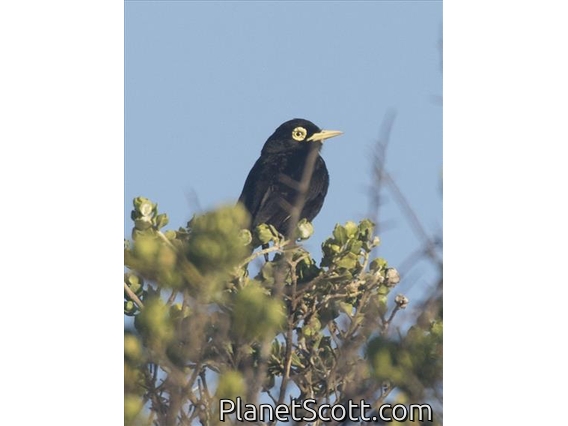 Spectacled Tyrant (Hymenops perspicillatus) - Male