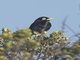 Spectacled Tyrant (Hymenops perspicillatus) - Male