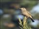Great Shrike-Tyrant (Agriornis lividus)