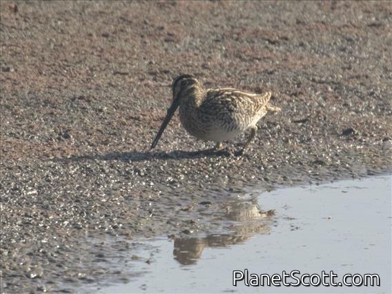 Magellanic Snipe (Gallinago magellanica)