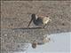 Magellanic Snipe (Gallinago magellanica)