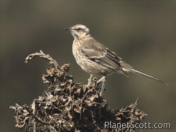 Chilean Mockingbird (Mimus thenca)