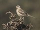 Chilean Mockingbird (Mimus thenca)