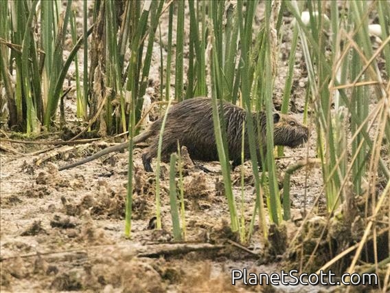 Coypu (Myocastor coypus)