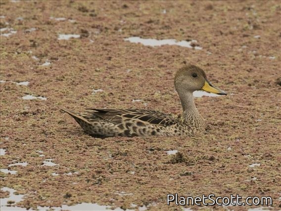 Yellow-billed Pintail (Anas georgica)