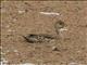 Yellow-billed Pintail (Anas georgica)