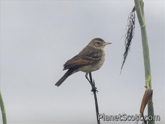 Spectacled Tyrant (Hymenops perspicillatus) - Female
