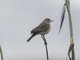 Spectacled Tyrant (Hymenops perspicillatus) - Female