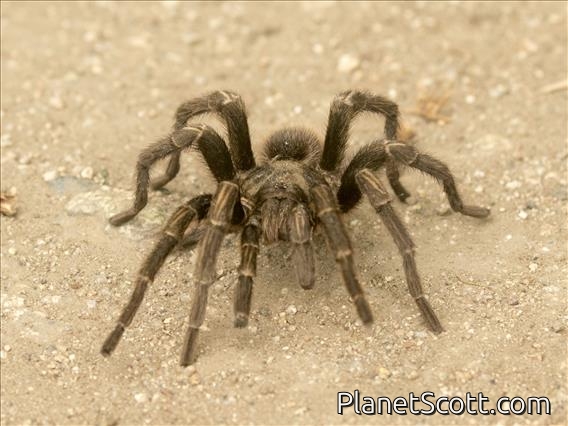 Euathlus Tarantula (Euathlus ssp)