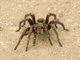 Euathlus Tarantula (Euathlus ssp)