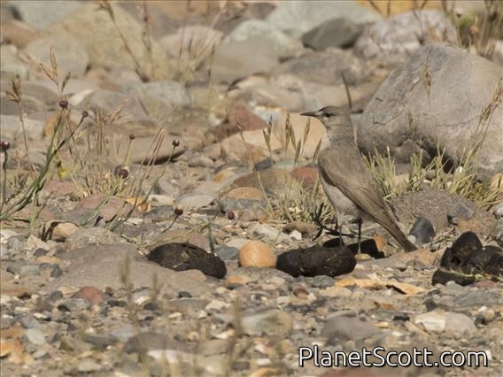 Cinereous Ground-Tyrant (Muscisaxicola cinerea)