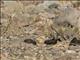 Cinereous Ground-Tyrant (Muscisaxicola cinerea)