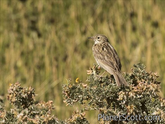 Correndera Pipit (Anthus correndera)