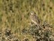 Correndera Pipit (Anthus correndera)