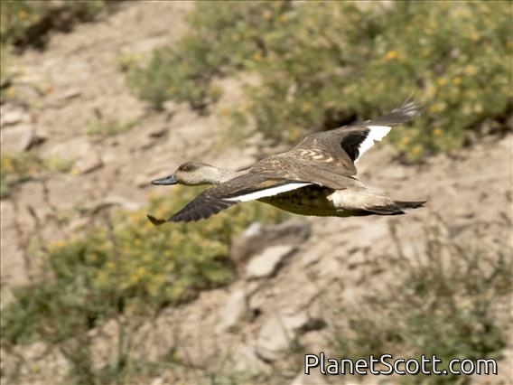 Crested Duck (Lophonetta specularioides) - Flying