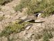 Crested Duck (Lophonetta specularioides) - Flying