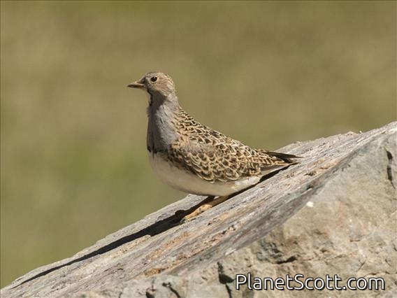 Gray-breasted Seedsnipe (Thinocorus orbignyianus) - Male